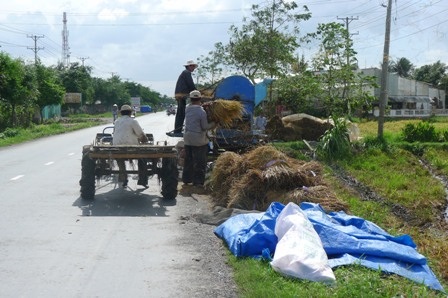 Ẩn hoạ từ việc phơi lúa trên quốc lộ