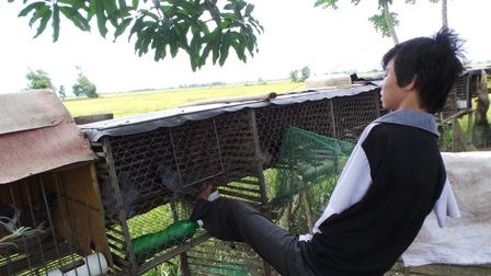 Lúc rảnh rỗi, Trí còn phụ cha mẹ cho đàn bồ câu ăn.