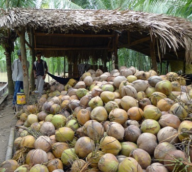 Hiện giá dừa khô tăng lên vùn vụt nhưng người dân cũng không có dừa khô để bán