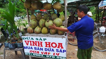 Anh Vinh Hoà vừa bán dừa trái và cả dừa sáp giống