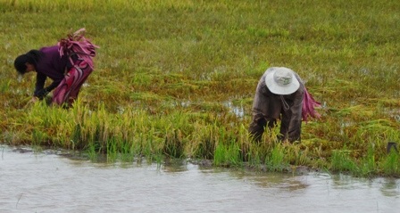 Gia đình anh Mãi vừa gặt lúa vừa chạy lũ