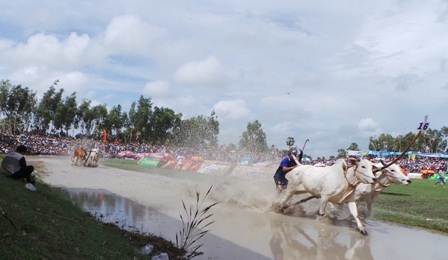 Một hình ảnh quen thuộc tại lễ hội đua bò độc đáo.