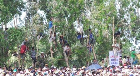 Vì không có đất cấm dùi hàng trăm khán giả nhí treo mình trên cây như thế này để xem đua bò