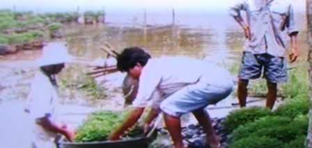 Ngập úng ở làng hoa Sa Đéc