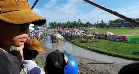 Các đôi bò thi đấu dự lễ khai mạc