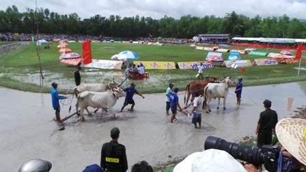 Một đôi bò bắt đầu thi đấu theo hình thức loại trực tiếp