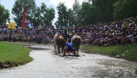 Bò và tài xế đều ngã