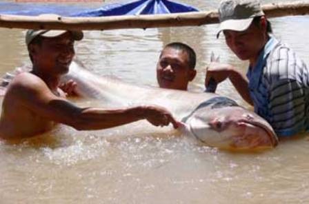 Cá tra dầu "khủng" nặng 247kg - 1 Cá tra dầu khủng nặng 247kg