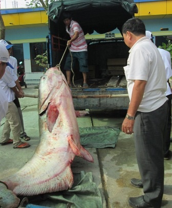 Con cá khổng lồ quý hiếm nằm trong sách đỏ Việt Nam.