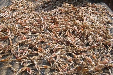 Chính hình dáng của con nhái sau khi làm khô đã khiến nó mang cái tên vũ nữ chân dài