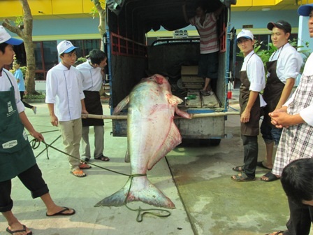 Nhiều người đến nhà hàng mong được thưởng thức cá khủng