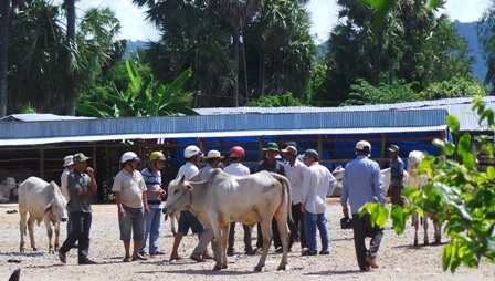 Dù PV đến chờ bò hơn 11 giờ trưa những cảnh mua bán bò vẫn còn sôi nổi như thế này