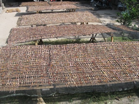 Chính hình dáng của con nhái sau khi làm khô đã khiến nó mang cái tên vũ nữ chân dài