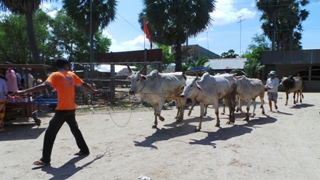 Dù PV đến chờ bò hơn 11 giờ trưa những cảnh mua bán bò vẫn còn sôi nổi như thế này
