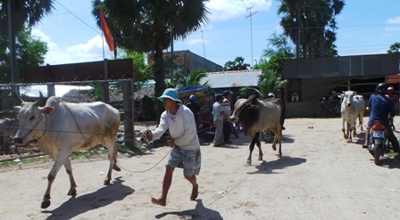 Các nài bò đang đưa bò vào chợ bò