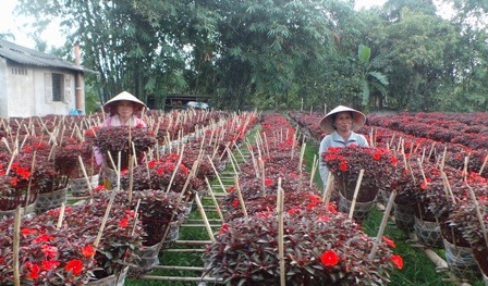 Nhờ khí trời se lạnh nên 400 chậu mai dạ thảo của chị Nga phát triển tươi tốt.