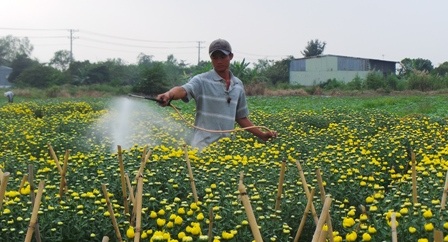 Trời se lạnh, hoa căng sức bung nụ