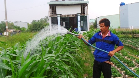 Đón tâm lí chắc ăn như bắp, anh Dương trồng hơn 50 chậu kiểng bắp để bán dịp tết