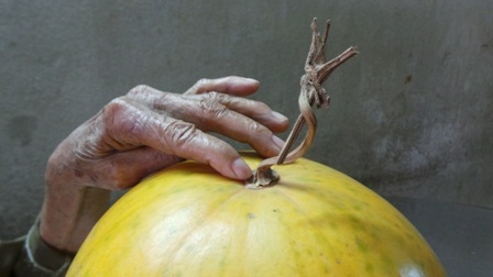 Cuốn dưa khô nhưng quả dưa vẫn có vẻ tươi ngon