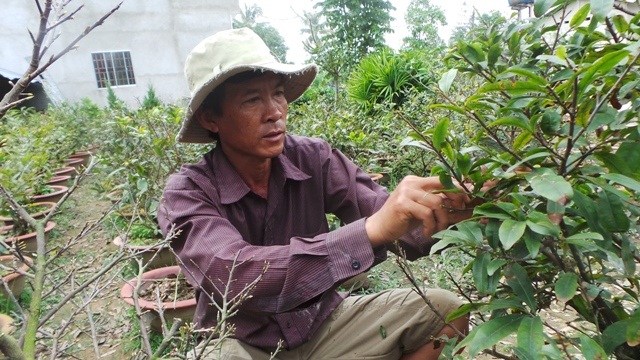 Mai vàng “hồi hộp” chờ được đưa về phố