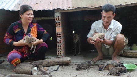 Khoảng 1 tháng nửa vợ chồng anh Bé xuất chuồng 20 con chó xoáy Phú Quốc,...thu trên 120 triệu đồng