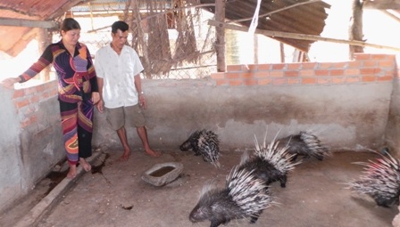 Khoảng 1 tháng nửa vợ chồng anh Bé xuất chuồng 20 con chó xoáy Phú Quốc,...thu trên 120 triệu đồng