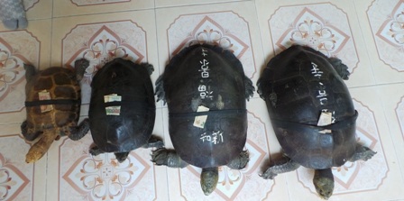 Trên lưng hai cụ rùa và hai ông rùa được nhà chùa nịch sẵn một sợi dây để phật tử nhét tiền vào