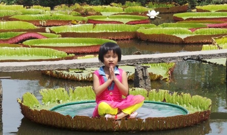 Một em bé không ngại trời nắng xuống lá sen ngồi thiền