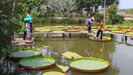Do lá sen mỏng nên người ta phải dùng một cái mâm bằng inox lót trên bề mặt lá sen