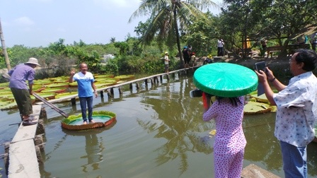 Nhiều du khách đến chùa chỉ vì muốn xem tận mắt giống sen khổng lồ này