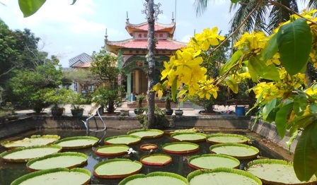 Theo sư Thích Huệ Từ - chủ chùa cho biết loài sen khổng lồ này xuất hiện ở chùa vào năm 1992