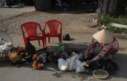 Cúm H5N1 “nở rộ”, chợ gà vịt lộ thiên vẫn ngang nhiên hoạt động