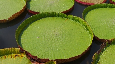 Do mùa khô nên lá sen chỉ có đường kính từ 1 -1,5 m