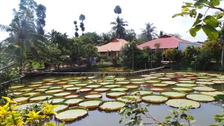 Đây là cái ao rộng ở phía sau nhà chùa có hàng chục cái nia biết nổi trên mặt nước xanh biết