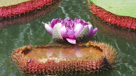 Khi sắp tàn, bông sen chuyển thành màu tím sẫm thế này