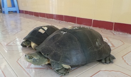 Hai cụ rùa sống gần 200 tuổi ở chùa Phước Kiển