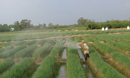 Rau rẻ như... rác