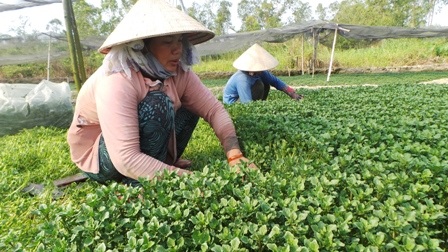 Rau rẻ như... rác