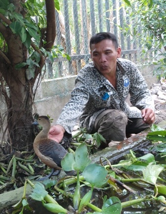 Cận cảnh “ổ le le” hơn 500 con ở làng Chăm An Giang