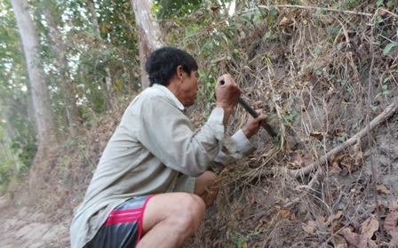 Bò cạp sống chủ yếu ở các rãnh đất hoặc mô đất cao trong các vườn nhãn, khoai mì