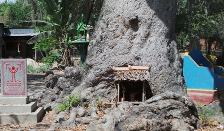 Người dân lập miếu thờ quanh gốc cây