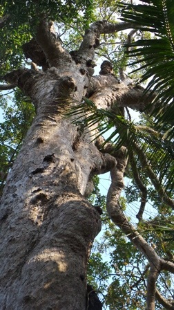 Thân của cây Dầu Rái 700 tuổi có chiều cao hơn 30m