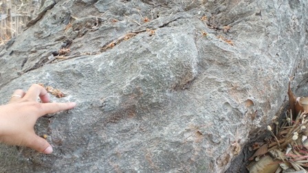 Da của cây dầu 700 tuổi này gần như hoá đá