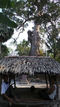 Da của cây dầu 700 tuổi này gần như hoá đá