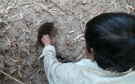 Có hang anh Cương chỉ cần dùng tay bới là có thể bắt vua bò cạp