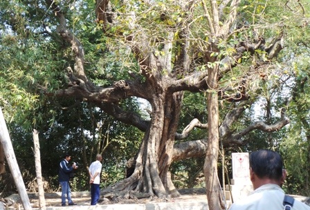 Hàng ngày có nhiều người từ phương xa tìm đến đây để chiêm ngắm cây me có thế tuyệt đẹp này