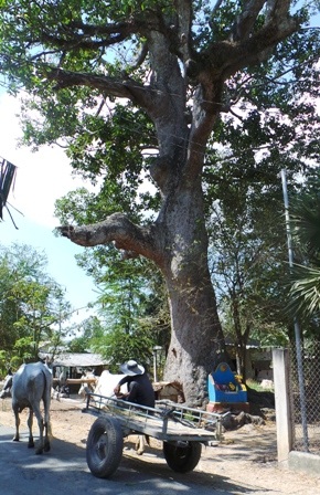 Cây Dầu Rái 300 tuổi ở xã