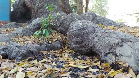 Những đám tro còn sót lại từ việc người dân đốt vàng mã khi cúng thần