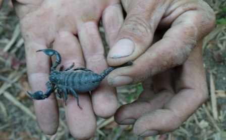 Theo anh Ngô Văn Lên khi bò cạp chít chỉ đau hơn kiến cắn, không gây chết người