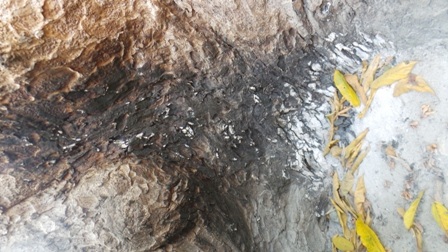 Nhiều rễ cây Dầu Rái 300 tuổi bị cháy xém thế này